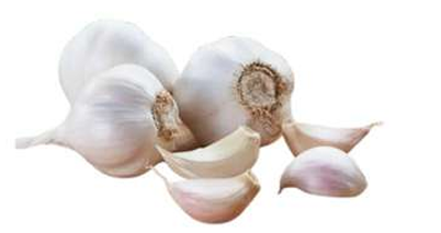 Garlic